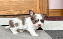 Coton De Tulear dogs for sale: Rita - Image 7