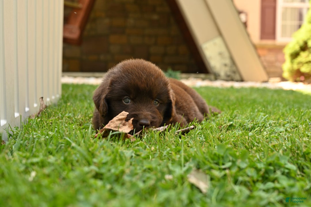 Newfoundland dogs for sale: Bella - Image 2
