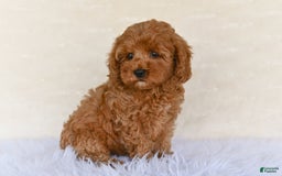 Cockapoo dogs for sale: Cockapoo 5 puppies - Image 2