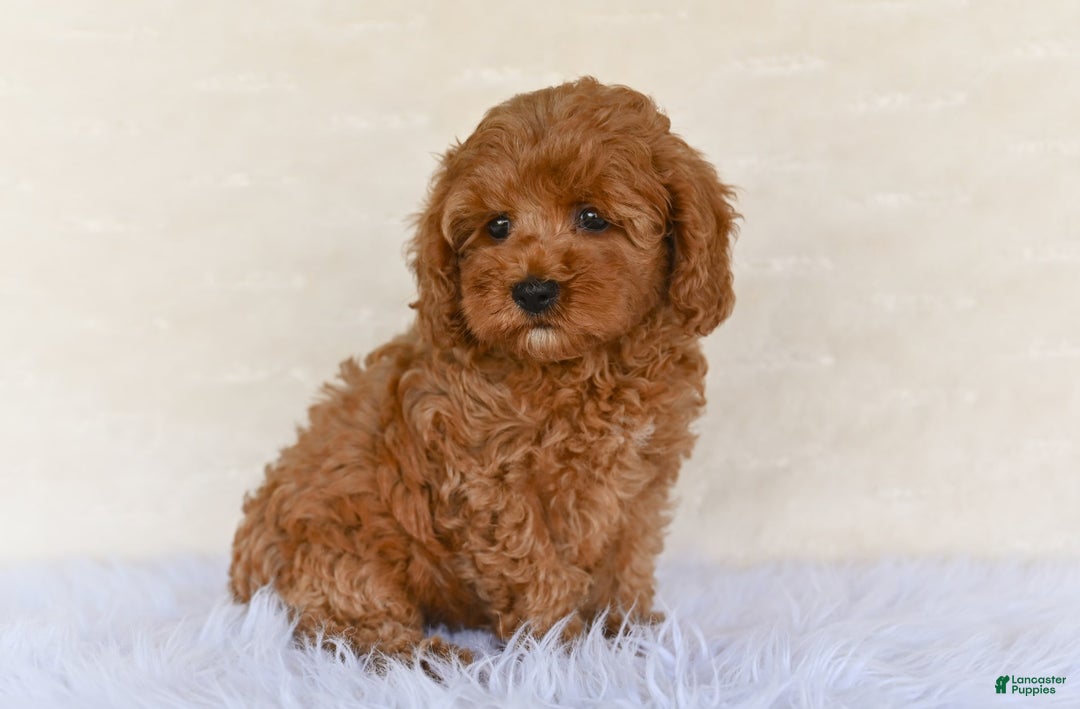 Cockapoo dogs for sale: Cockapoo 5 puppies - Image 2