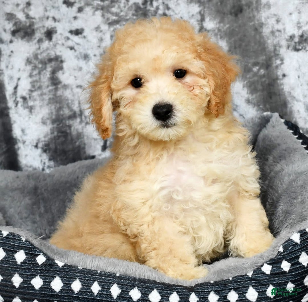 Bichpoo dogs for sale: Kip - Image 17