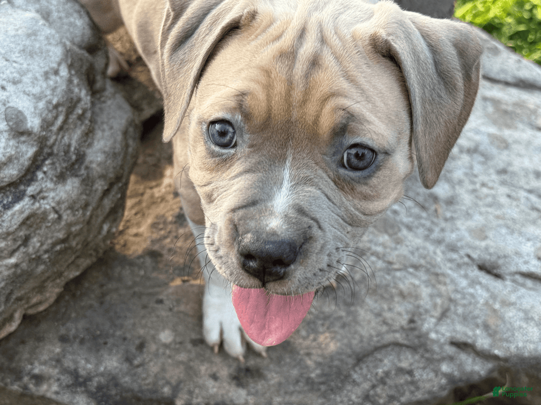 American Pit Bull Terrier dogs for sale: Russ - Image 3
