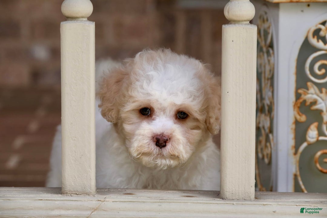 Shihpoo dogs for sale: Lola - Image 1