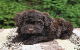 Havapoo dogs for sale: Robin - Image 7