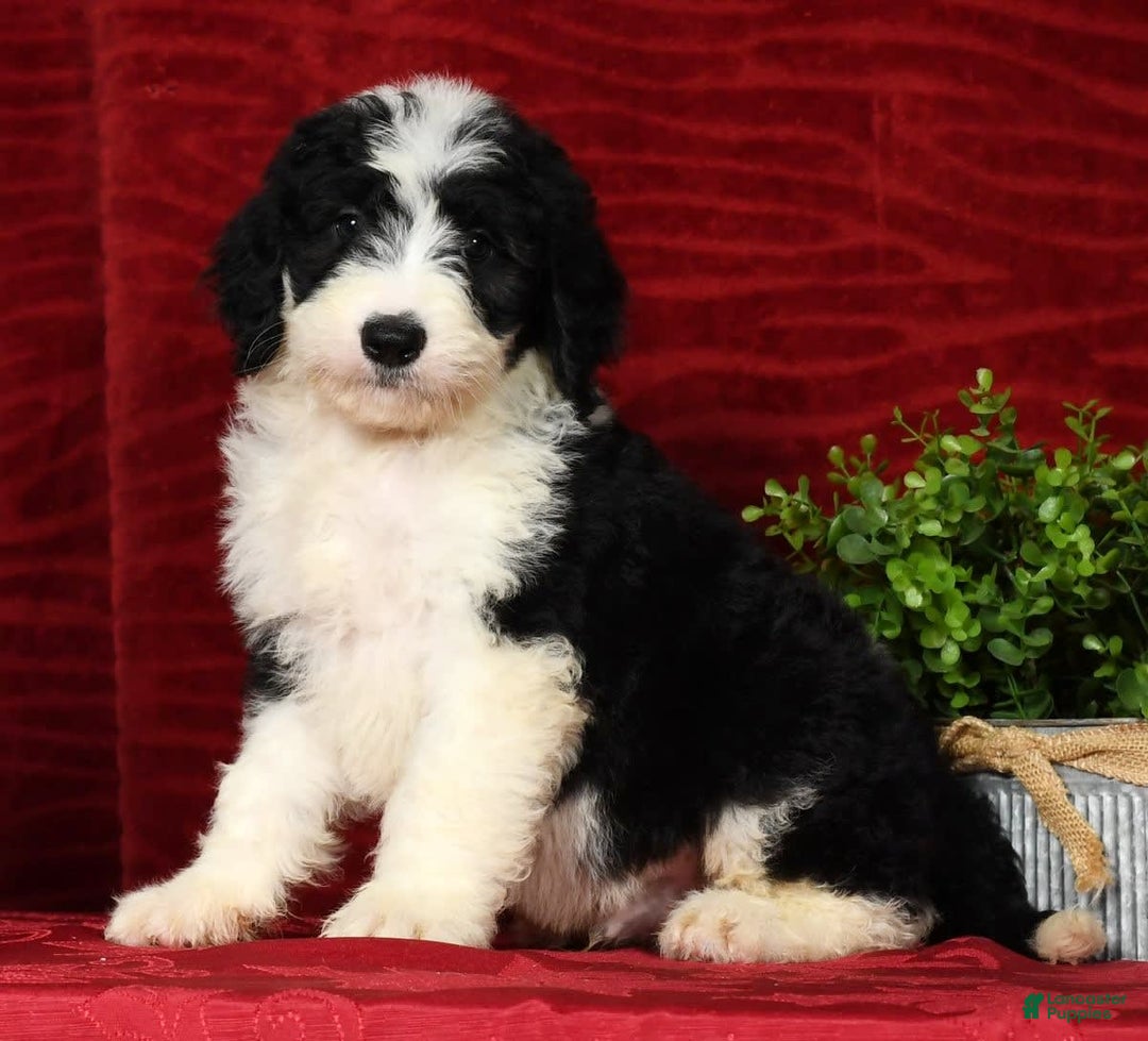 Sheepadoodle dogs for sale: Diesel - Image 7
