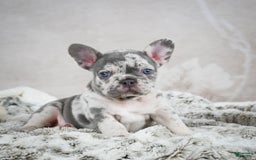 French Bulldog dogs for sale: French Bulldog 6 puppies - Image 22