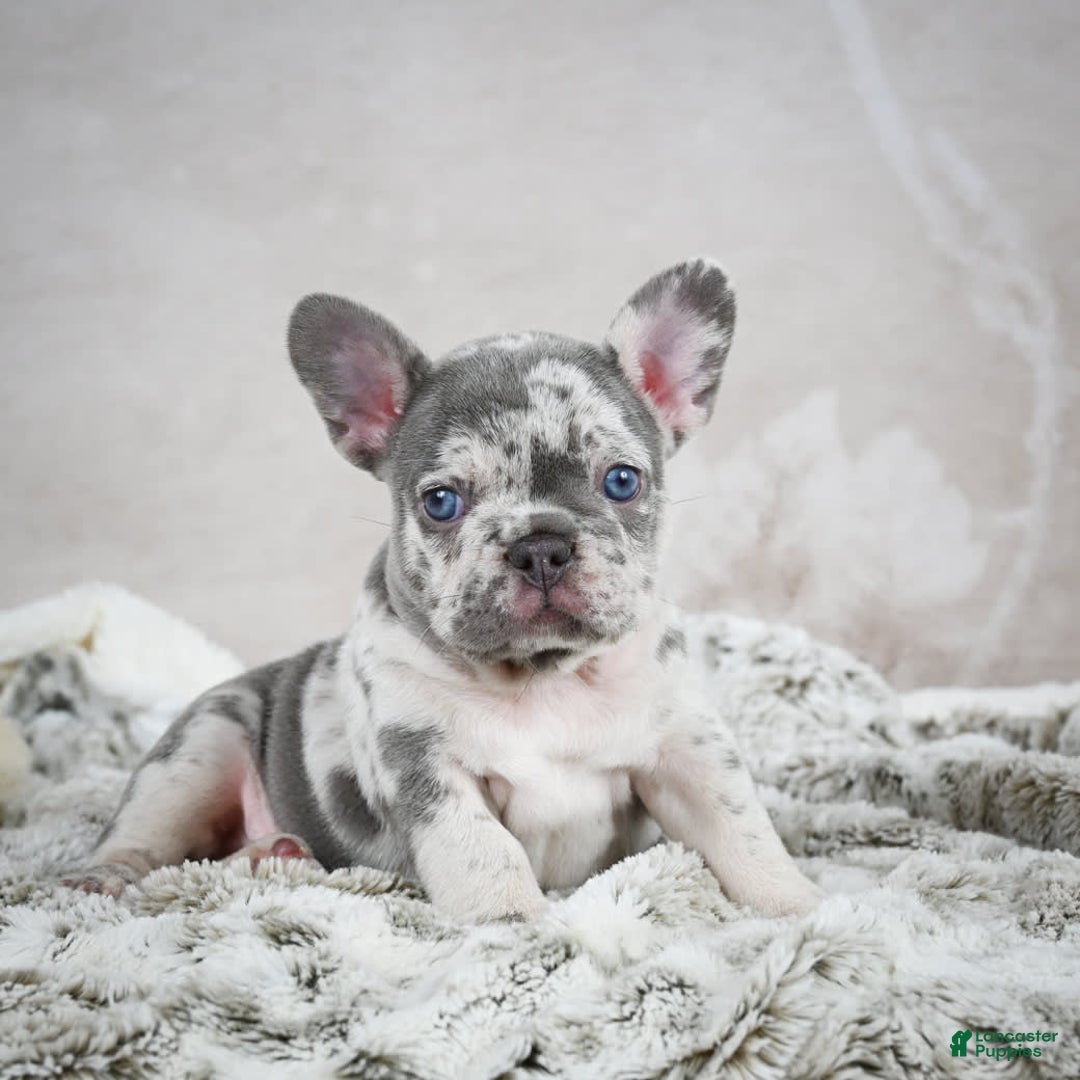 French Bulldog dogs for sale: French Bulldog 6 puppies - Image 22