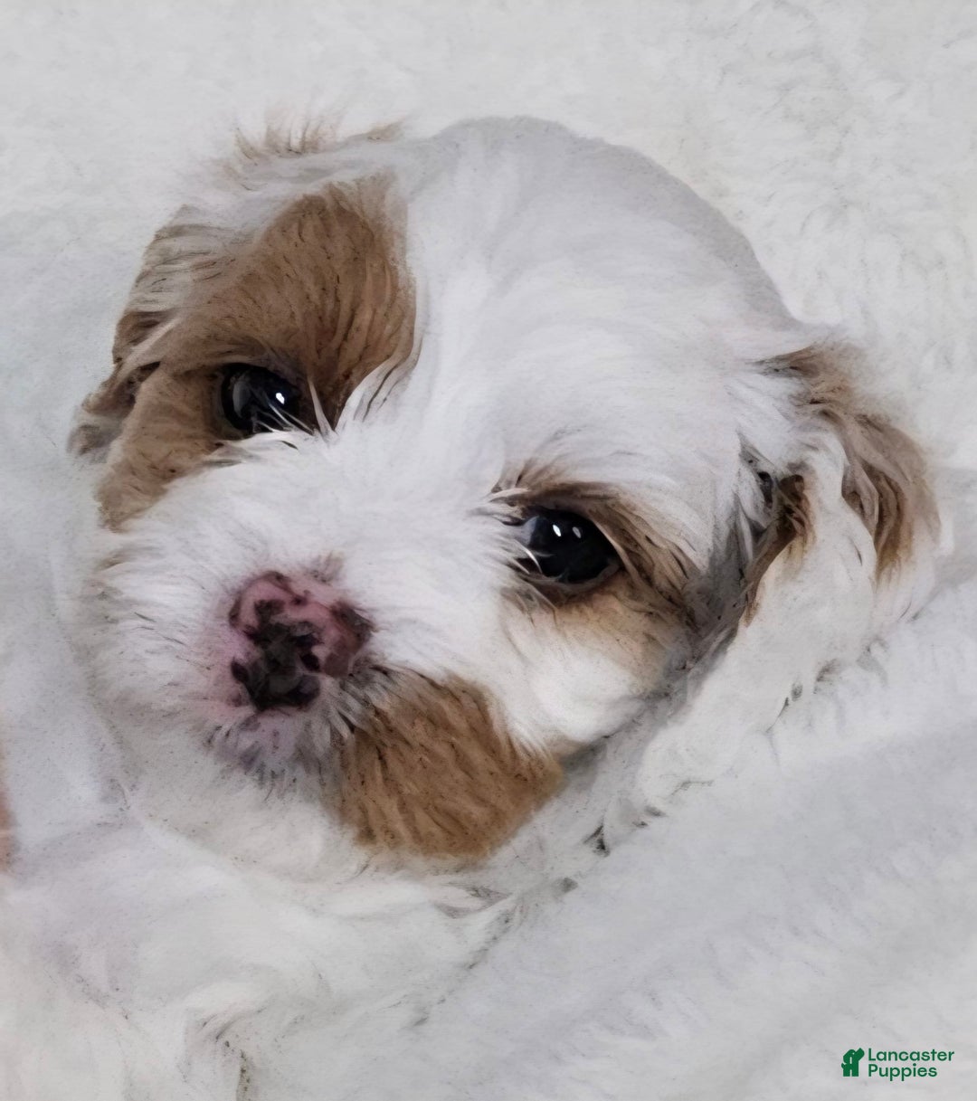 Cavapoo dogs for sale: Milkyway - Image 6