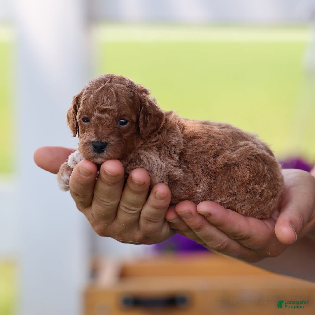Toy Poodle dogs for sale: Misty - Image 5