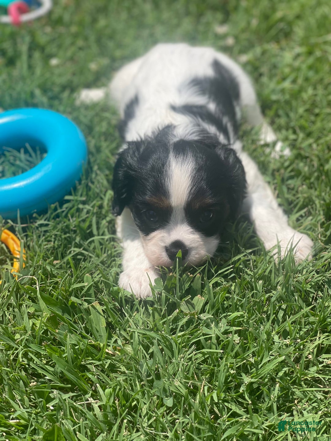 Cavalier King Charles Spaniel dogs for sale: Puppy 29 - Image 1