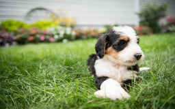 Bernedoodle dogs for sale: Bessie - Image 14