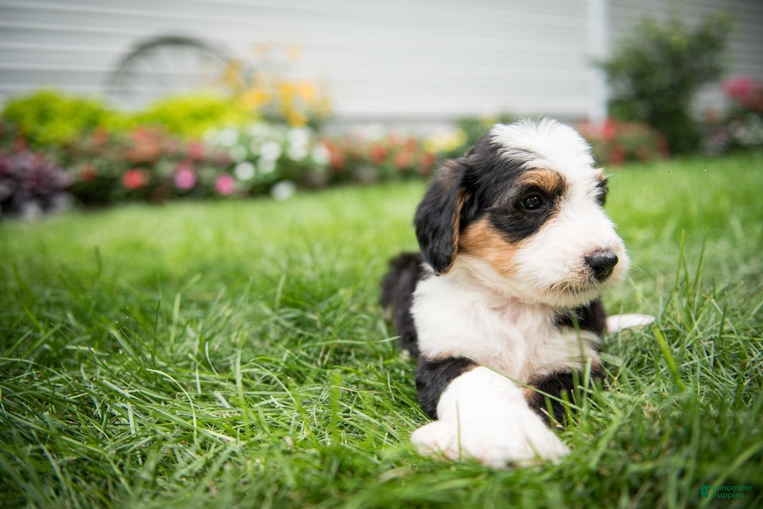 Bernedoodle dogs for sale: Bessie - Image 14