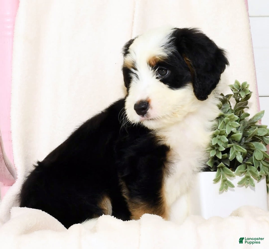 Mini Bernedoodle dogs for sale: Dawn - Image 7