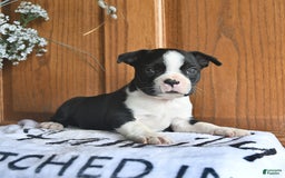 Boston Terrier dogs for sale: Hunter - Image 1
