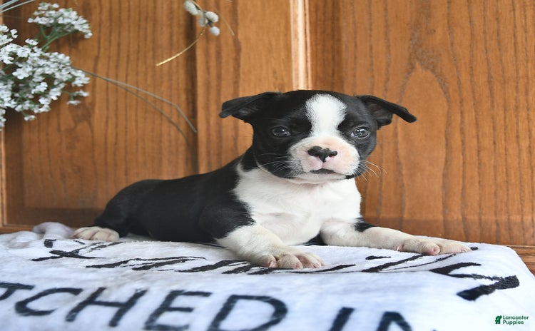 Boston Terrier dogs for sale - Ad 2