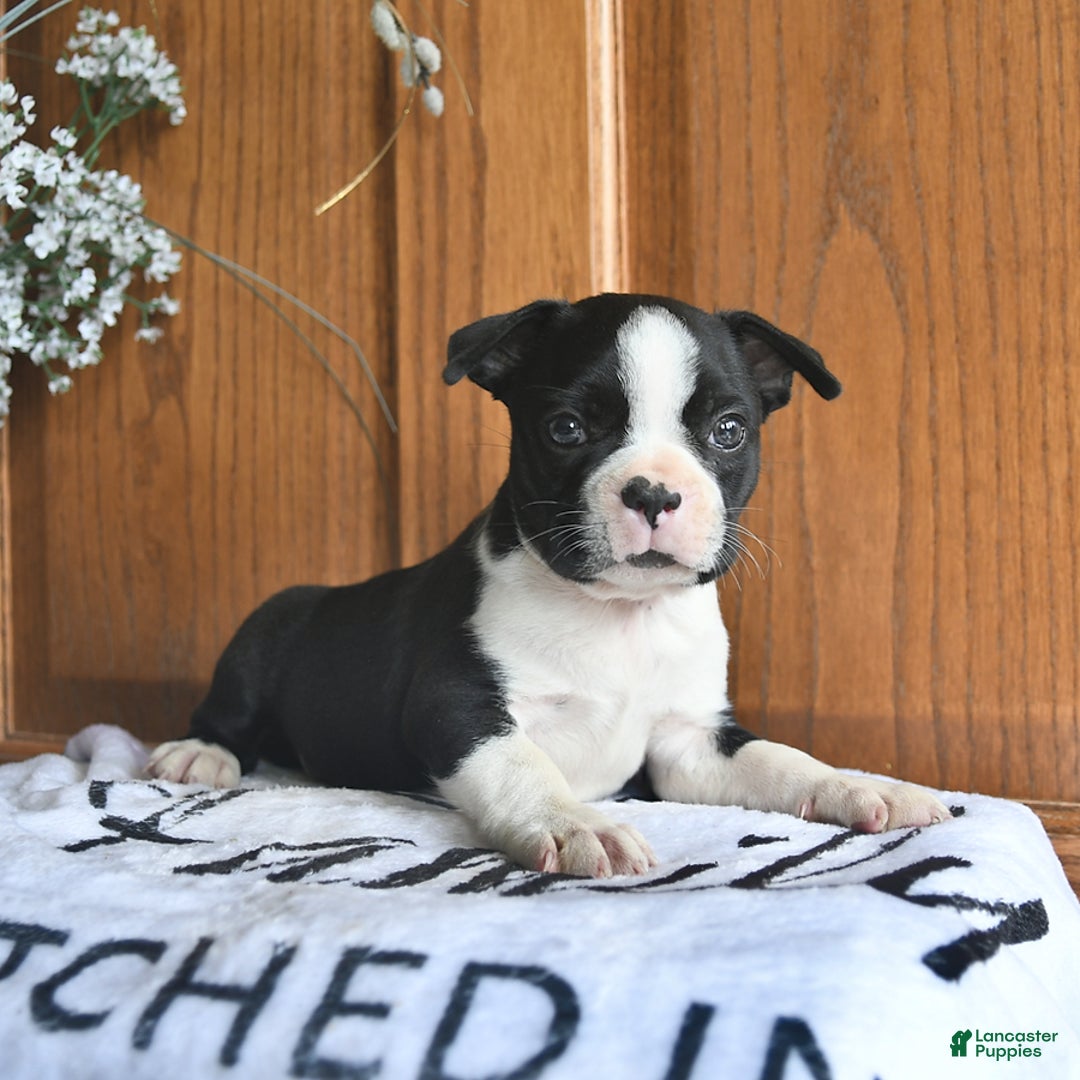 Boston Terrier dogs for sale: Hunter - Image 1