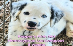 Dalmatian dogs for sale: Peppers Pink Girl - Image 17