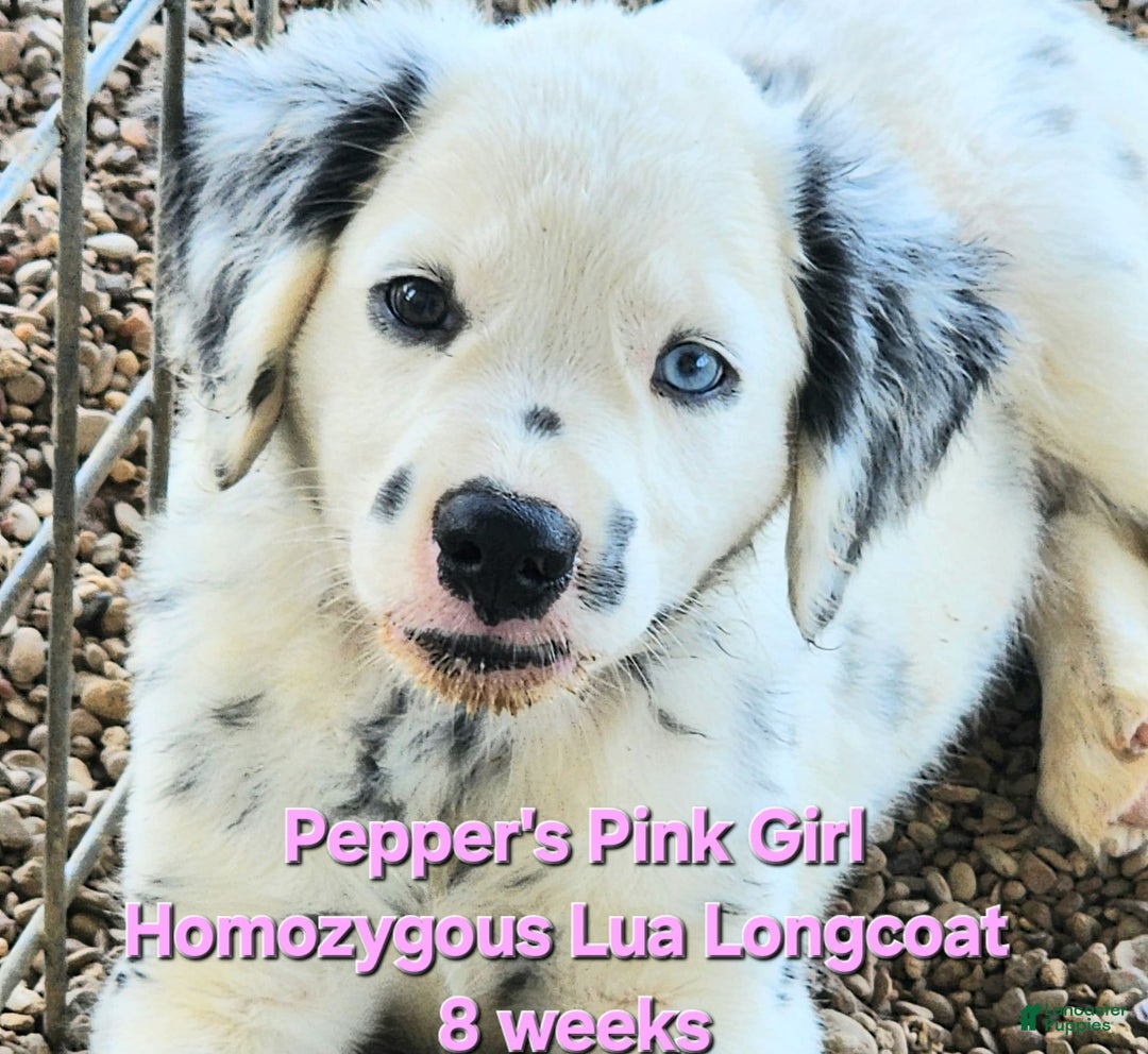 Dalmatian dogs for sale: Peppers Pink Girl - Image 17