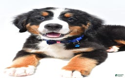 Bernese Mountain Dog dogs for sale: Kayle - Image 7