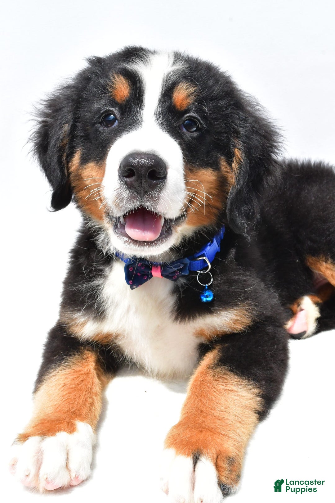 Bernese Mountain Dog dogs for sale: Kayle - Image 7