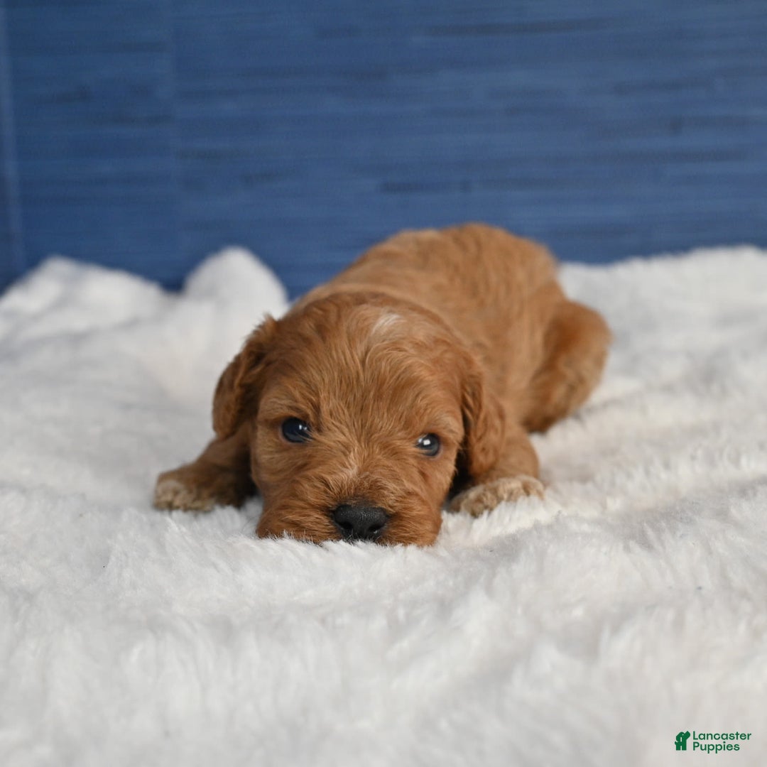 Cavapoo dogs for sale: Cavapoo 6 puppies - Image 33