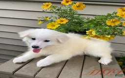 American Eskimo dogs for sale: Violet - Image 1