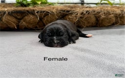 Boxer dogs for sale: Sealed Brindle - Image 7