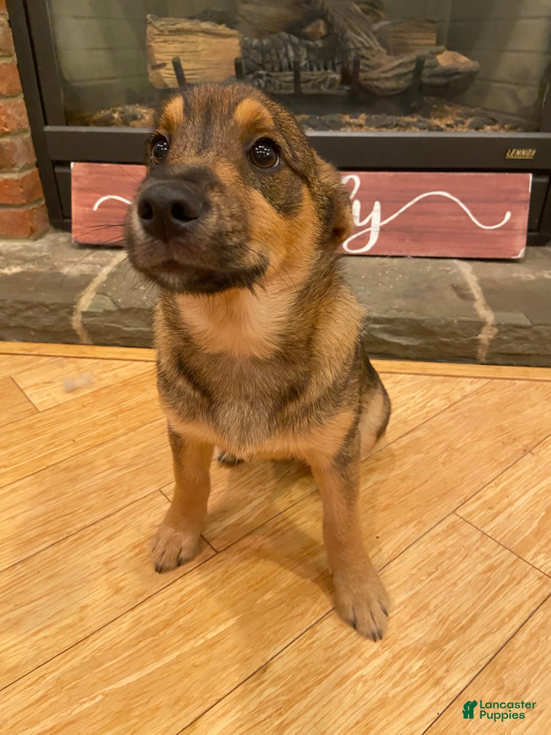 Keeshond dogs for sale: Yogi - Image 2