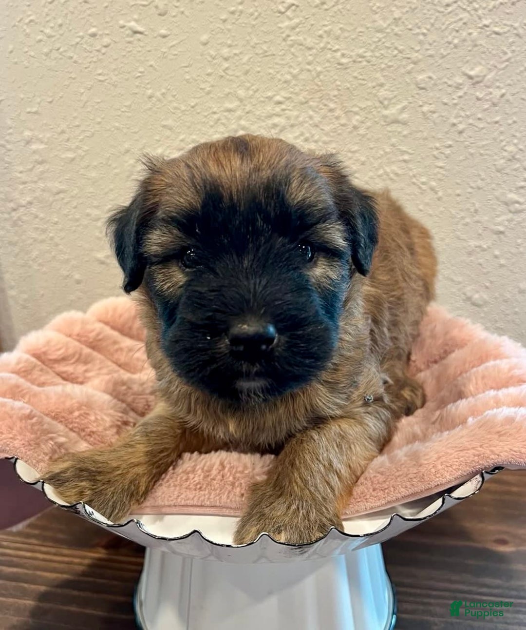 Soft Coated Wheaten Terrier dogs for sale: Molly - Image 8