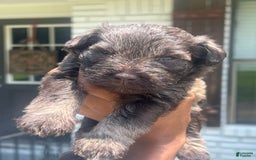 Miniature Schnauzer dogs for sale: Bruno - Image 5