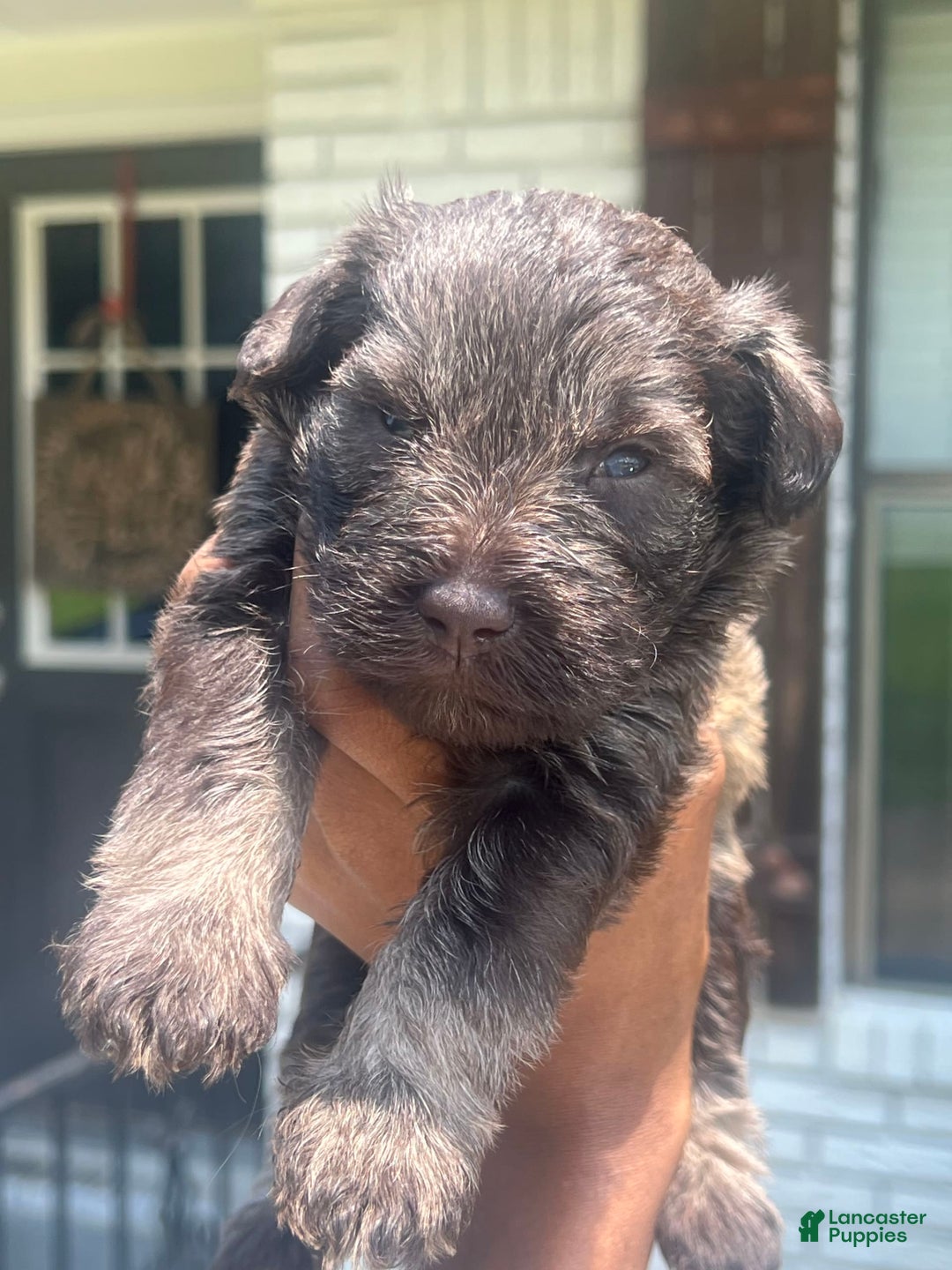 Miniature Schnauzer dogs for sale: Bruno - Image 5