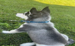 Gerberian Shepsky dogs for sale: Stormy - Image 9