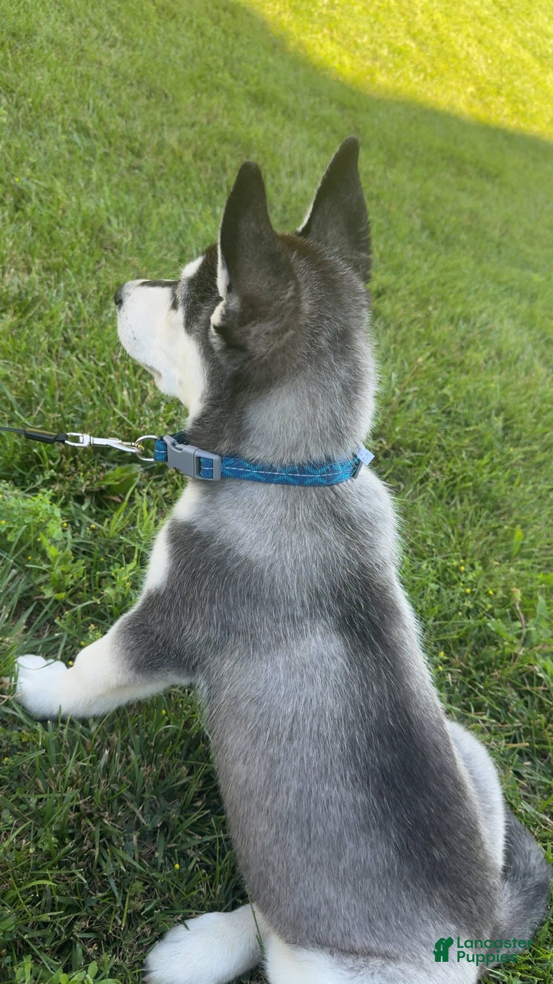 Gerberian Shepsky dogs for sale: Stormy - Image 9