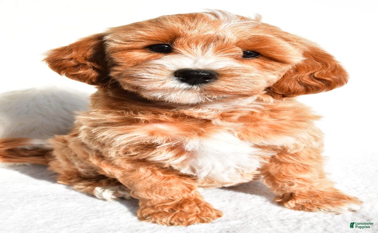  dogs for sale - Ad 2