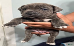 Cane Corso dogs for sale: Brownie - Image 9