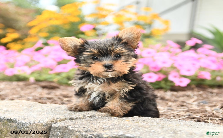 Yorkshire Terrier dogs for sale - Ad 3