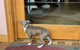 Italian Greyhound dogs for sale: Lila - Image 17