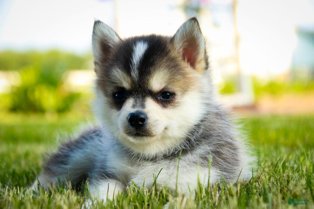 Pomsky dogs for sale: Fira - Image 20