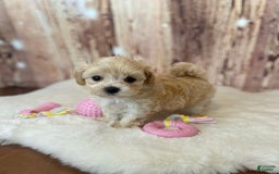 Maltipoo dogs for sale: Molly - Image 2