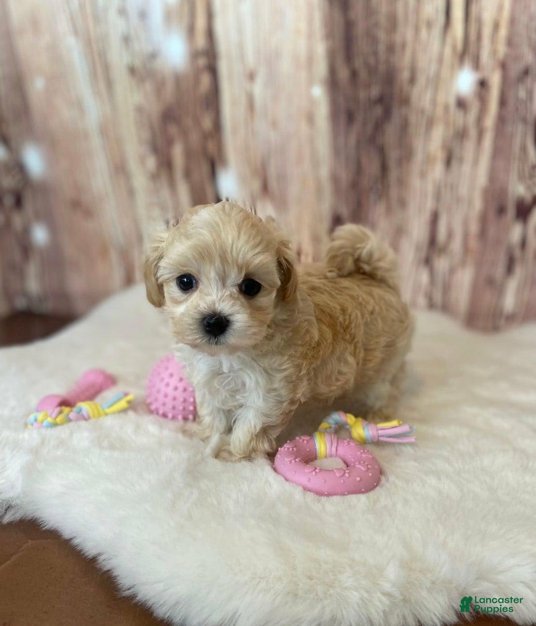 Maltipoo dogs for sale: Molly - Image 2
