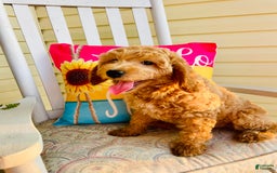 Mini Goldendoodle dogs for sale: Donut - Image 9
