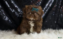 Shih Tzu dogs for sale: Dove - Image 4