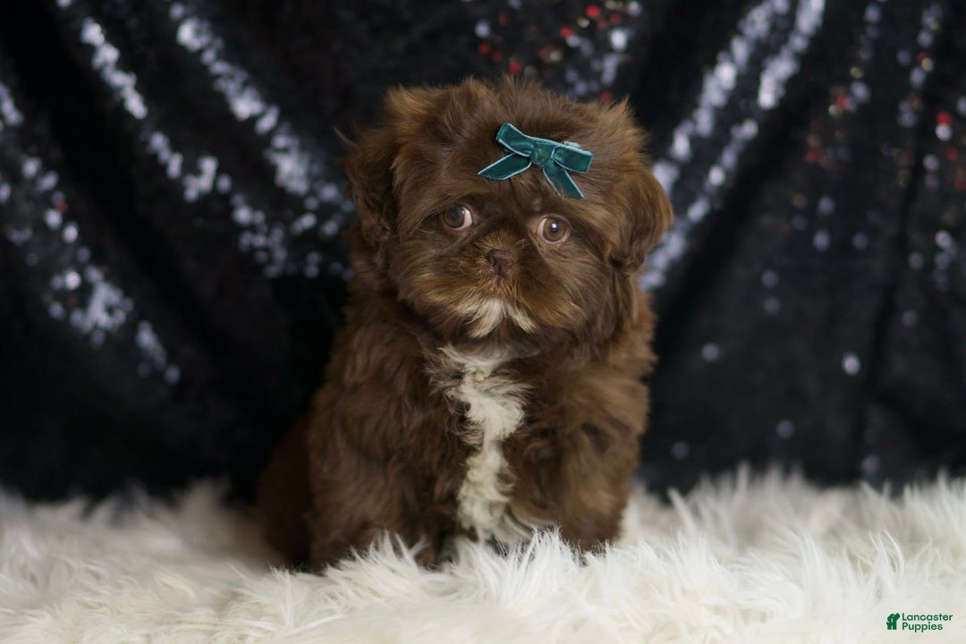 Shih Tzu dogs for sale: Dove - Image 4