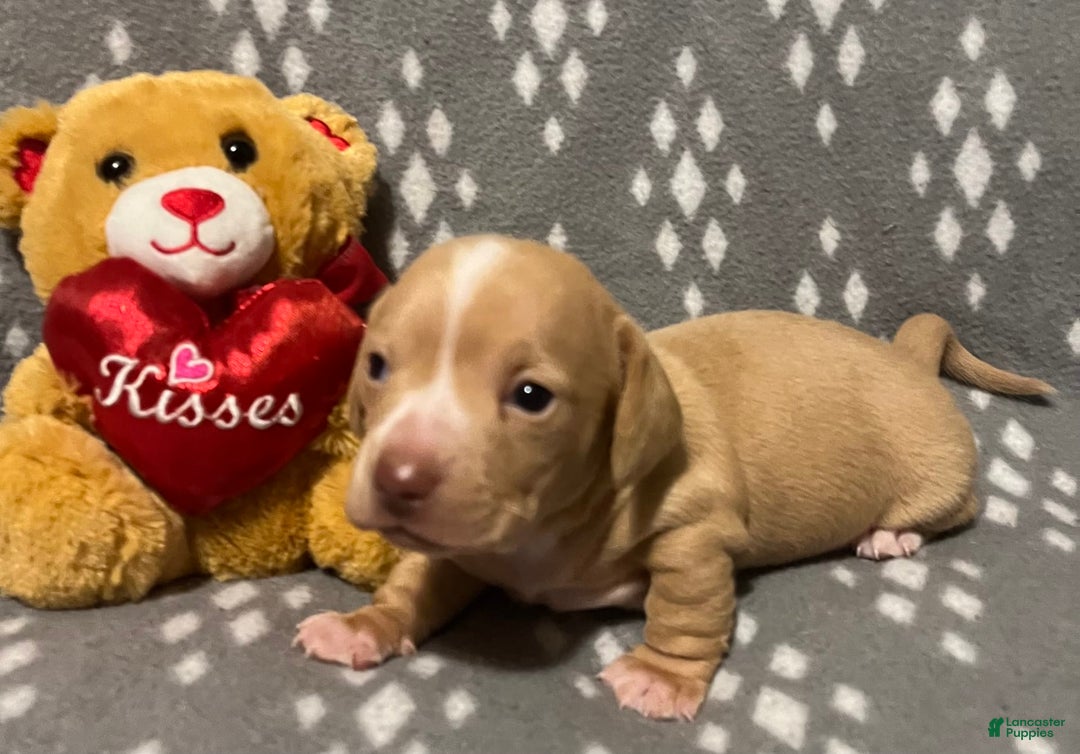 Miniature Dachshund dogs for sale: Cream Male - Image 1