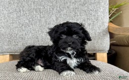 Havapoo dogs for sale: Lenny - Image 2
