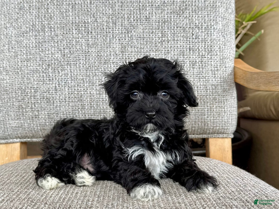 Havapoo dogs for sale: Lenny - Image 2
