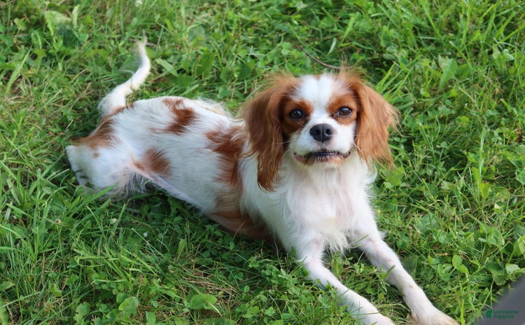 Cavalier King Charles Spaniel dogs for sale - Ad 2