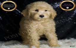 Mini Goldendoodle dogs for sale: Duke - Image 1