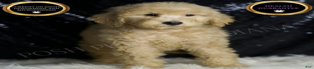 Duke