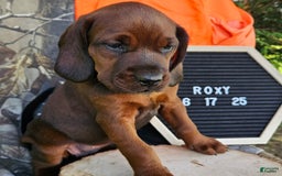 Redbone Coonhound dogs for sale: Roxy - Image 3